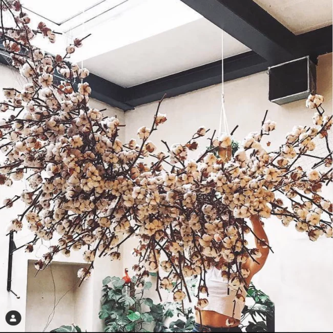 cotton made in africa freelance event